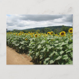 Cartão Postal Fazenda Sunflower New Jersey