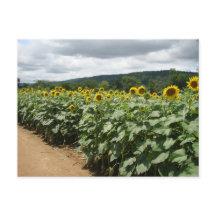 Fazenda Sunflower New Jersey