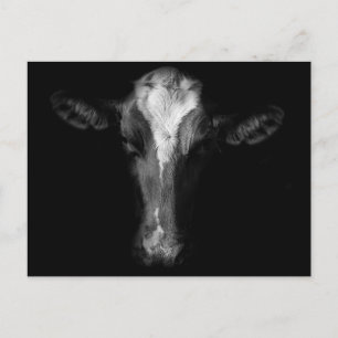 Cartão Postal Fazendas Foto Da Cabeça De Vaca B&W