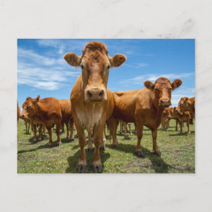 Cartão Postal Fazendas   Grupo Brown Cow