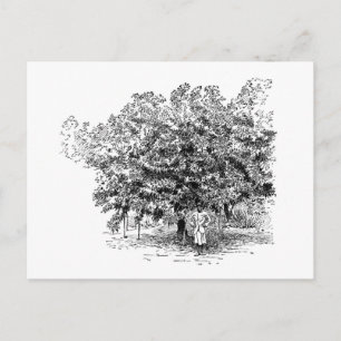 Cartão Postal Fazendeiro da manga