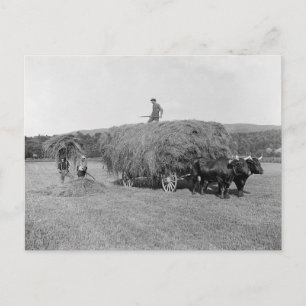 Cartão Postal Fazendeiros Cortando Feno, 1906