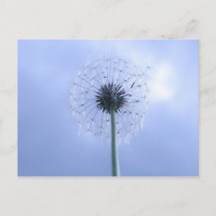 Cartão Postal Fazendo Desejos