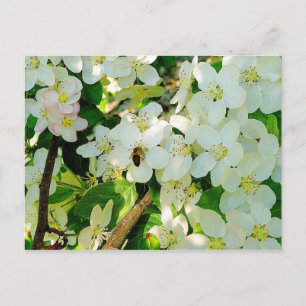 Cartão Postal Fazendo Mel