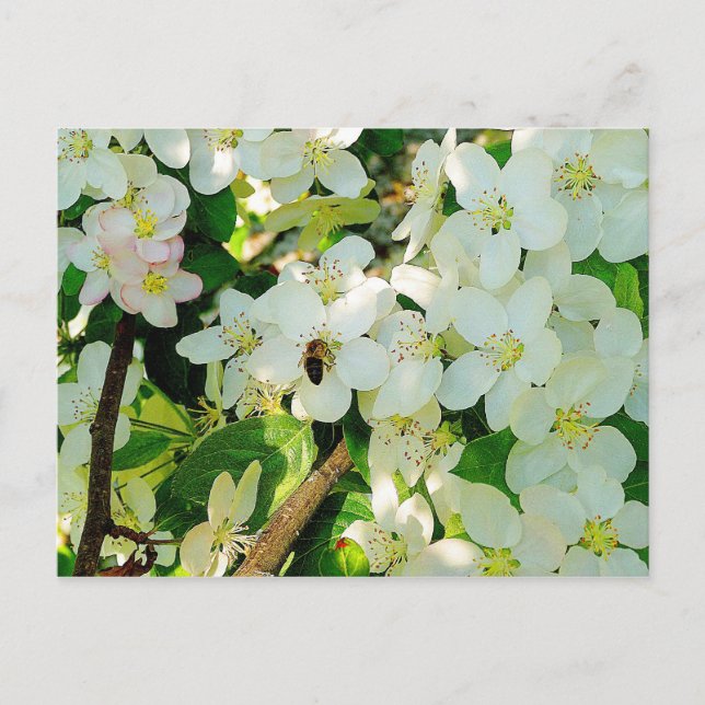 Cartão Postal Fazendo Mel (Frente)