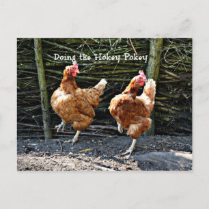 Cartão Postal Fazendo o Hokey Pokey, Os Galinhas Hokey Pokey