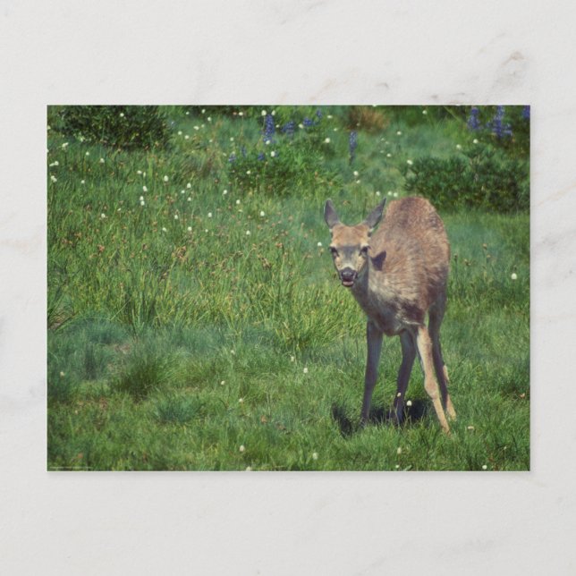 Cartão Postal Fazer (Frente)