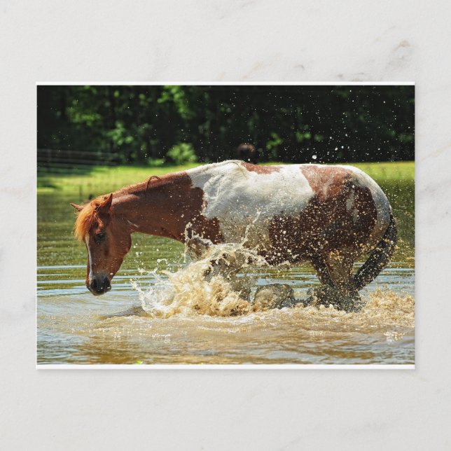 Cartão Postal Fazer a splash (Frente)