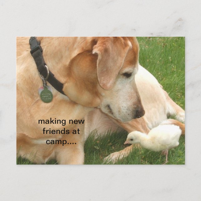 Cartão Postal Fazer De Novos Amigos No Acampamento (Frente)