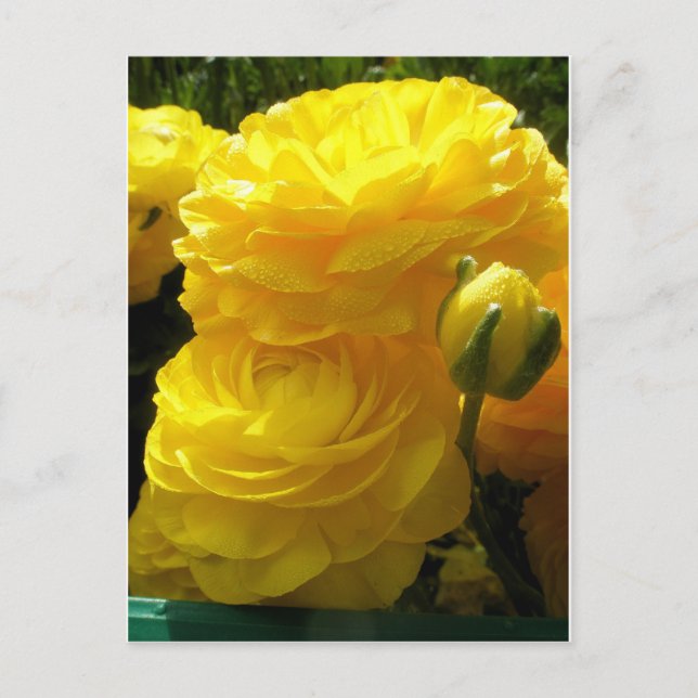 Cartão Postal Fazer Mina Amarelo (Frente)