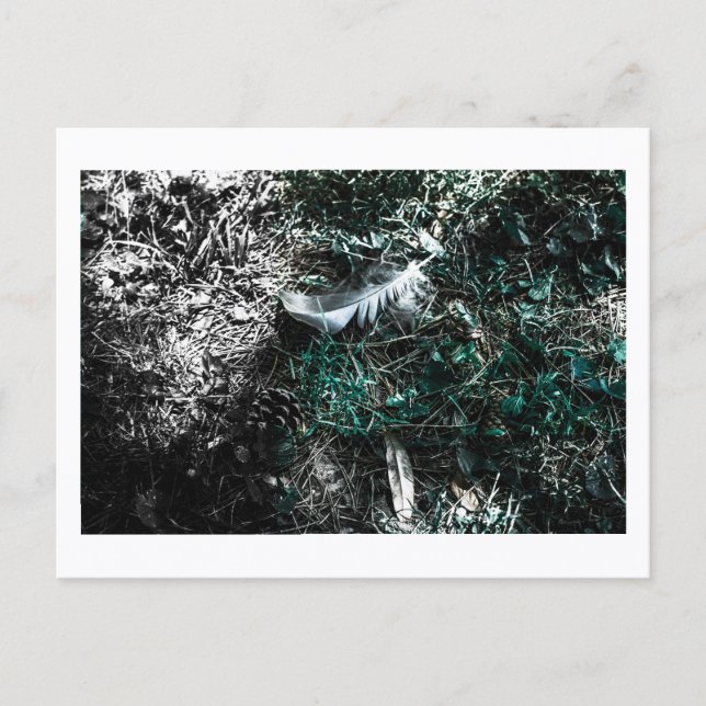 Cartão Postal Feathers in the Woods by Jeffrey H. Thornton:  (Frente)