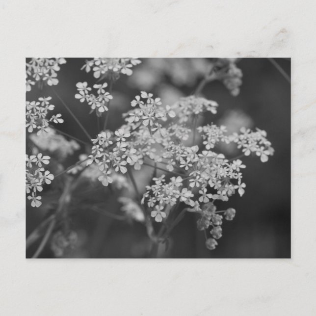 Cartão Postal "Febre de porco selvagem" (Frente)