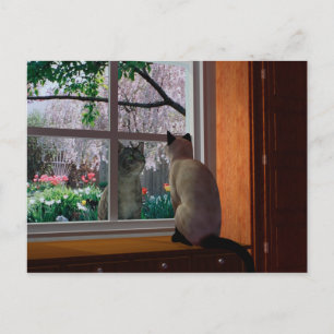 Cartão Postal Febre primavera