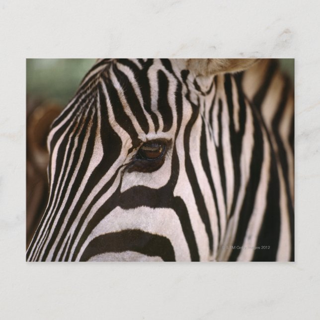 Cartão Postal Fechamento da cabeça de zebra (Frente)