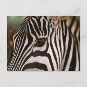 Cartão Postal Fechamento da cabeça de zebra