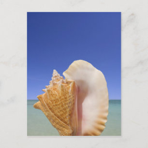 Cartão Postal Fechamento da casca do mar