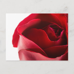 Cartão Postal Fechamento da rosa vermelha