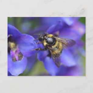 Cartão Postal Fechamento de Bumblebee