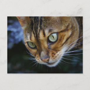 Cartão Postal Fechamento de Gato de Bengala