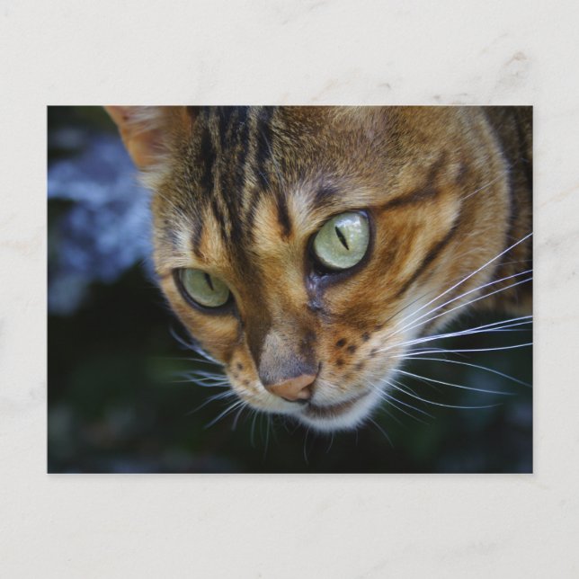 Cartão Postal Fechamento de Gato de Bengala (Frente)