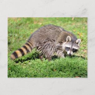Cartão Postal Fechamento de Raccoon