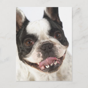 Cartão Postal Fechamento de um Boston Terrier destacando sua