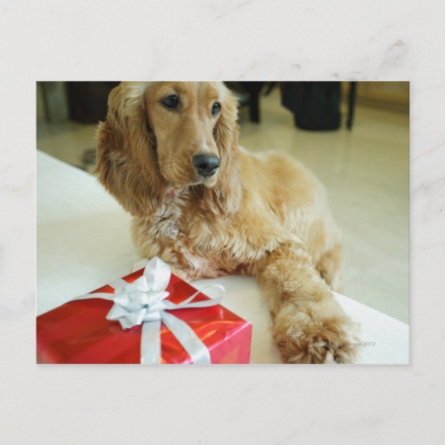 Cartão Postal Fechamento de um cão com um presente (Frente)