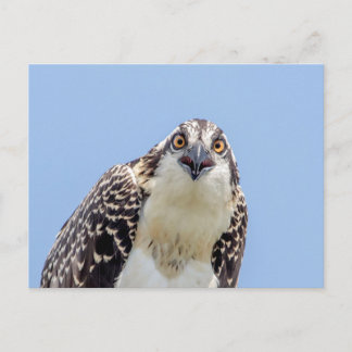 Cartão Postal Fechamento de um Osprey Juvenil