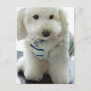 Cartão Postal Fechamento de um poodle em miniatura