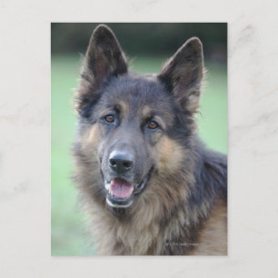 Cartão Postal fechamento de um rosto de cão