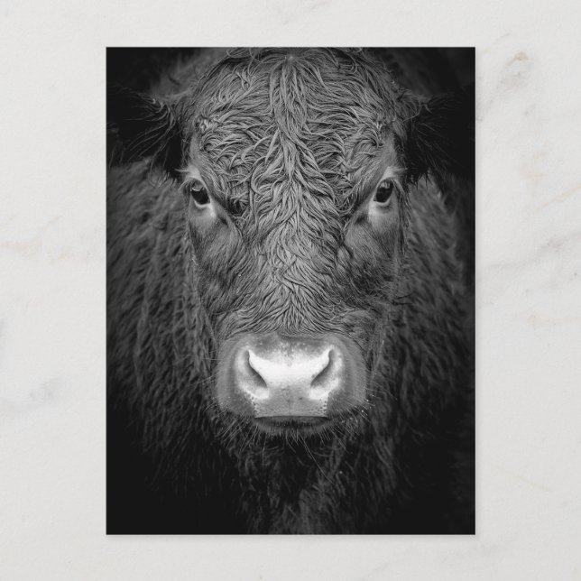 CARTÃO POSTAL FECHAMENTO DE VACA - PRETO E BRANCO (Frente)