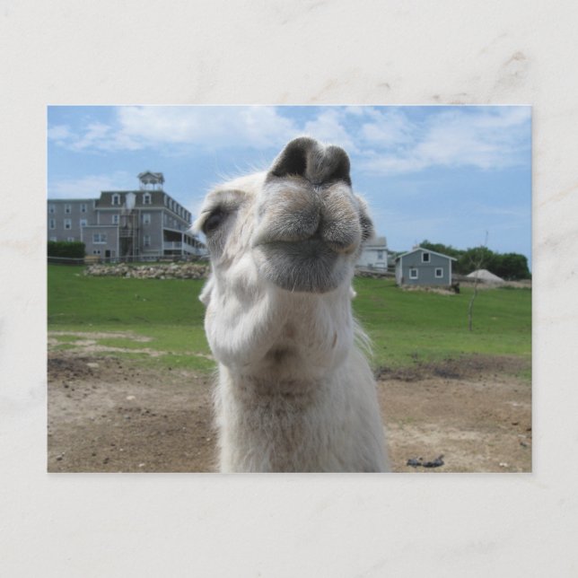 Cartão Postal Fechamento do Kiss Me Llama (Frente)