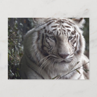 Cartão Postal Fechamento do Tigre Branco