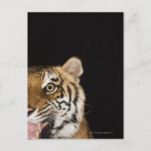 Cartão Postal Fechar a face do tigre rugindo