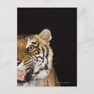 Cartão Postal Fechar a face do tigre rugindo