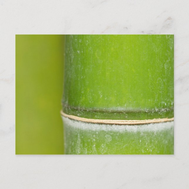 Cartão Postal Fechar Bamboo Stalk (Frente)