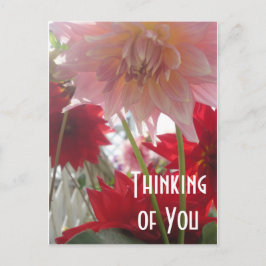 Cartão Postal Fechar Flores Dahlia em Cartão-Postal Rosa e Verme