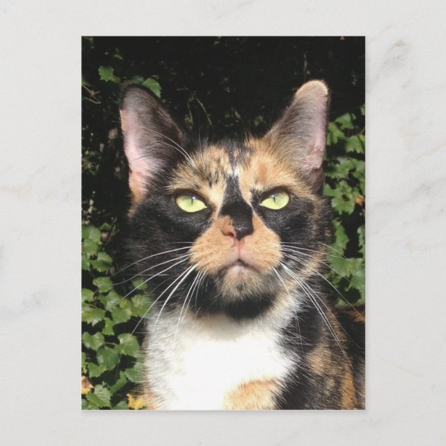 Cartão Postal Fechar o Calico (Frente)