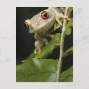 Cartão Postal Fechar o Sapo da Árvore Florestal (Leptopelis)