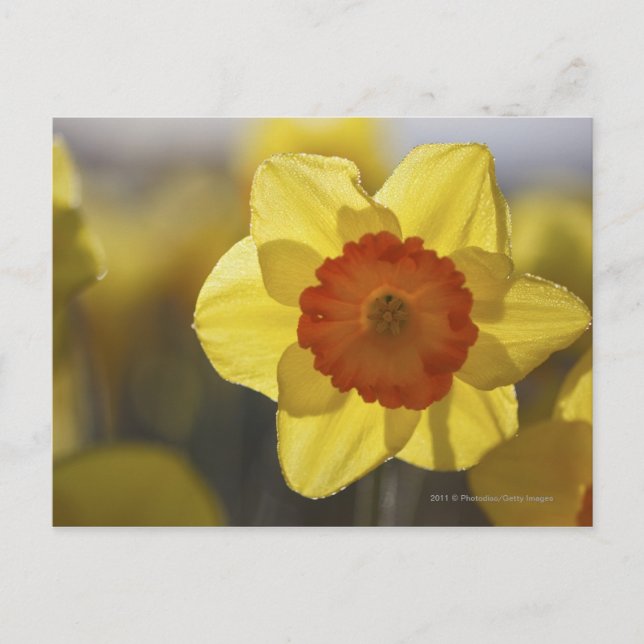 Cartão Postal Fechar um Daffodil Amarelo/Laranja (Frente)