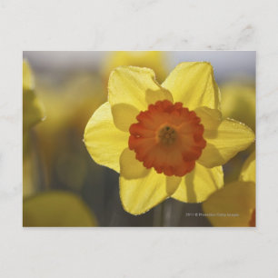 Cartão Postal Fechar um Daffodil Amarelo/Laranja