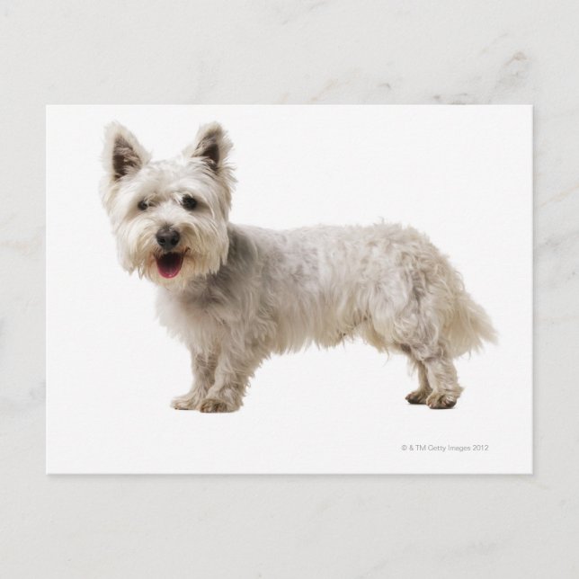Cartão Postal Fechar um terrier (Frente)