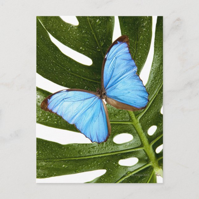 Cartão Postal Fechar uma Borboleta Azul Morpho numa palma (Frente)