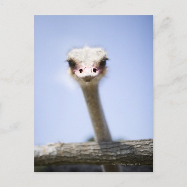 Cartão Postal Feche a cabeça de Ostrich (Frente)