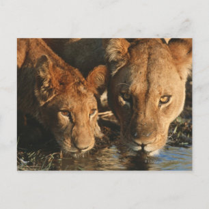 Cartão Postal Feche a Lioness (Panthera leo) e o filhote