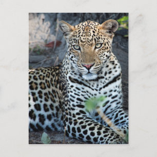 Cartão Postal Feche o retrato do leopardo sentado