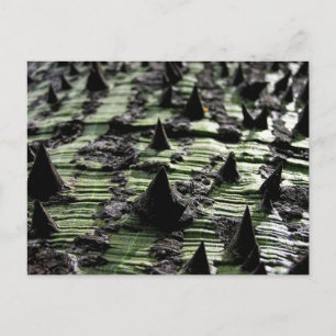 Cartão Postal Feche o tronco da árvore Spiky Kapok: Funchal Made