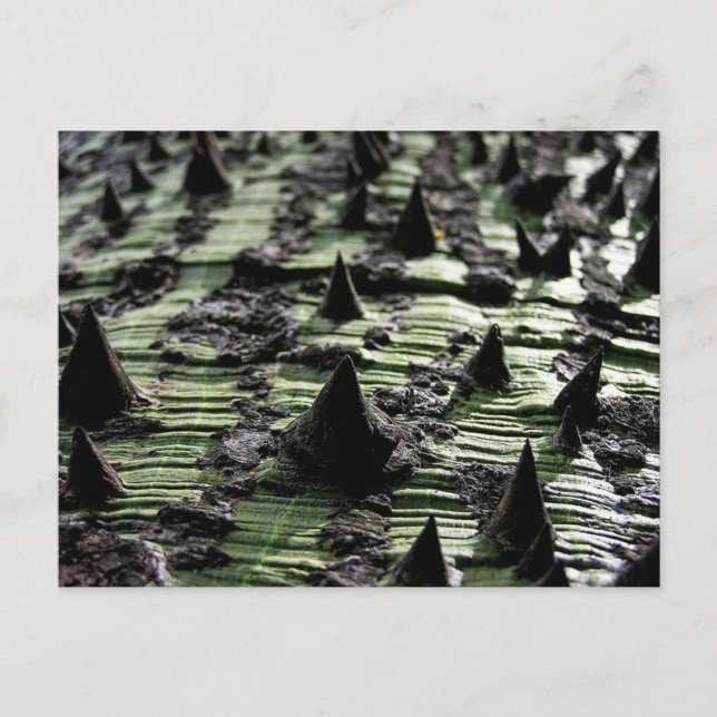 Cartão Postal Feche o tronco da árvore Spiky Kapok: Funchal Made (Frente)