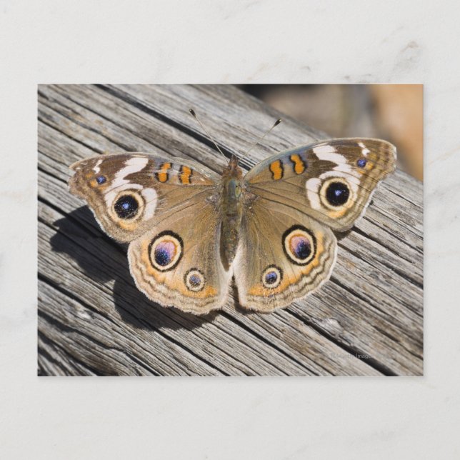 Cartão Postal Fecho da borboleta-de-buque comum (Junonia) (Frente)