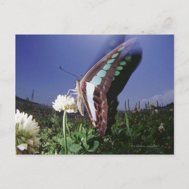 Cartão Postal Fecho da borboleta na flor, asas batendo (Frente)